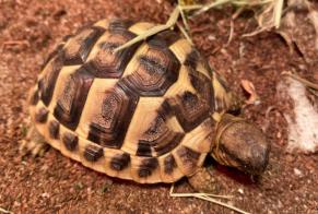 Alerta de Desaparición Tortuga Hembra , 2024 años Frouzins Francia